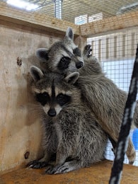 two racoons with one winking